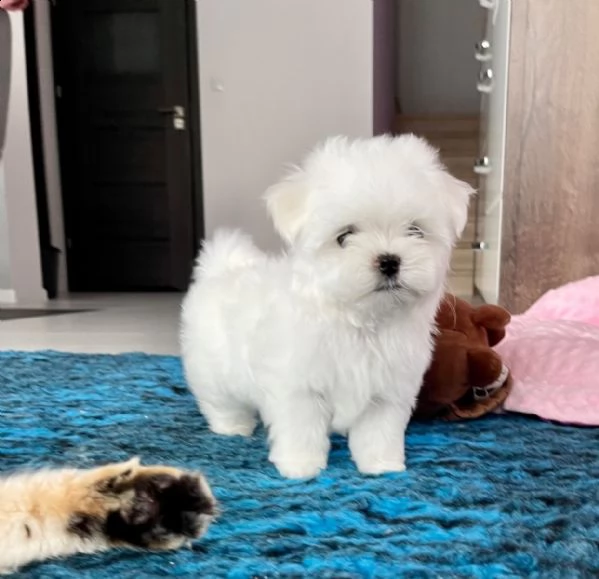 maltese cuccioli maschi e femmine | Foto 1