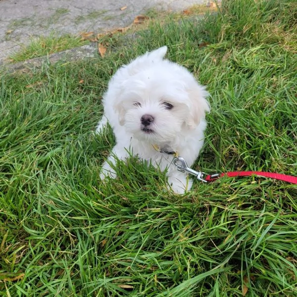 maltese cuccioli maschi e femmine | Foto 0