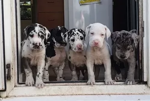 cuccioli di alano di 3 mesi