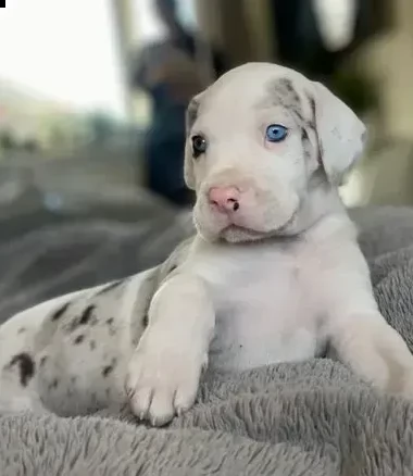 cuccioli di alano di 3 mesi | Foto 2