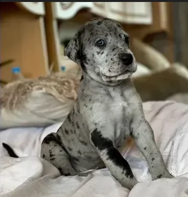 cuccioli di alano di 3 mesi | Foto 1