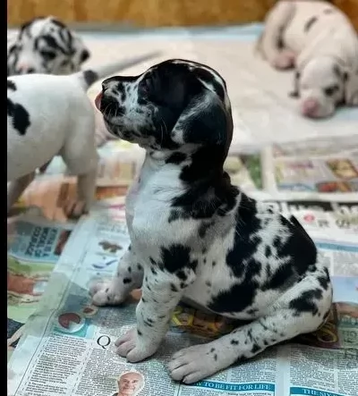 cuccioli di alano di 3 mesi | Foto 0