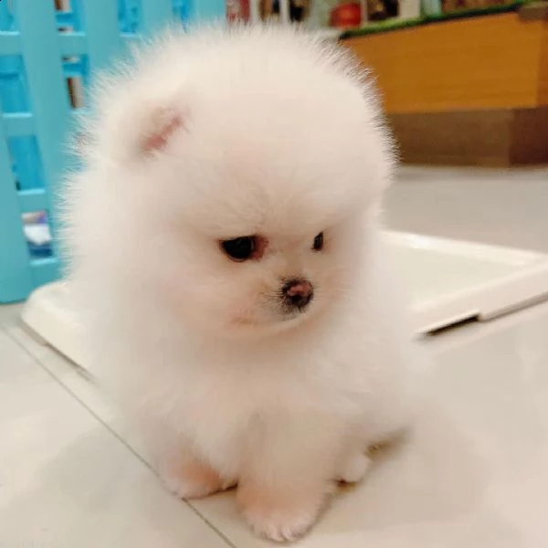 vendo cuccioli di pomerania maschio e femmina