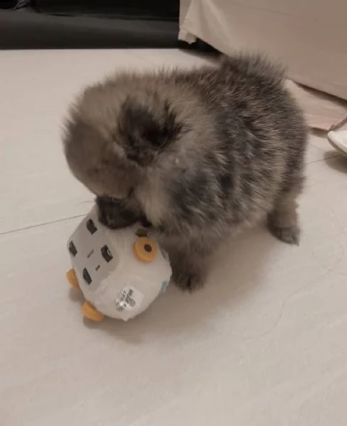 vendo cuccioli di pomerania maschio e femmina | Foto 0