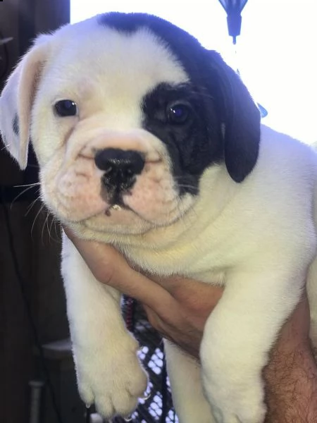 vendita cucciolo cuccioli bulldog inglese maschi femmine