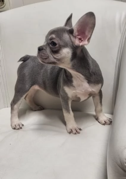 3 bouledogue bulldog francese kuccioli - pedegree enci | Foto 5