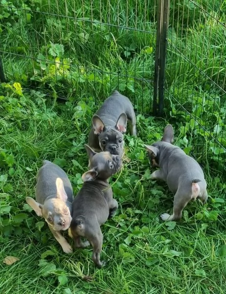 3 bouledogue bulldog francese kuccioli - pedegree enci | Foto 4