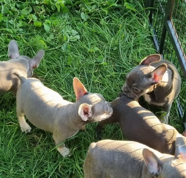 3 bouledogue bulldog francese kuccioli - pedegree enci | Foto 3