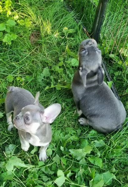 3 bouledogue bulldog francese kuccioli - pedegree enci | Foto 2