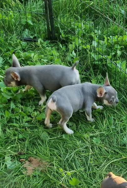 3 bouledogue bulldog francese kuccioli - pedegree enci | Foto 1