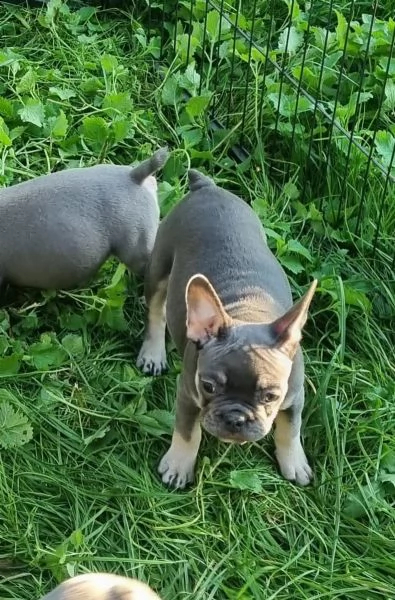 3 bouledogue bulldog francese kuccioli - pedegree enci