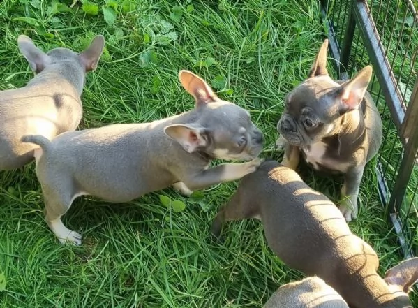 3 bouledogue bulldog francese kuccioli - pedegree enci | Foto 0