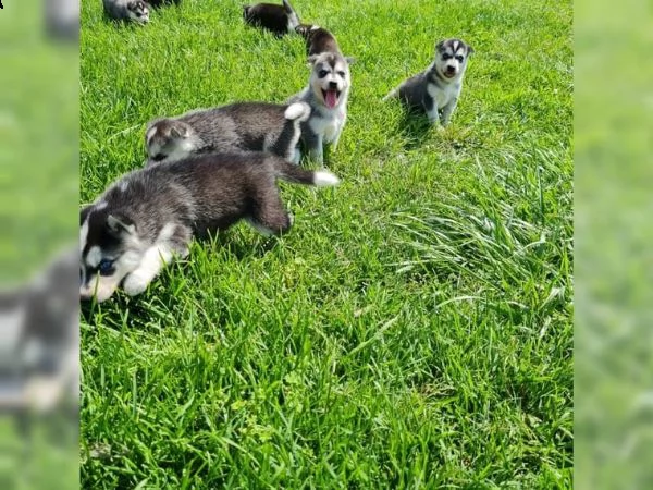 kuccioli di siberian husky kon pedigree enci. | Foto 3
