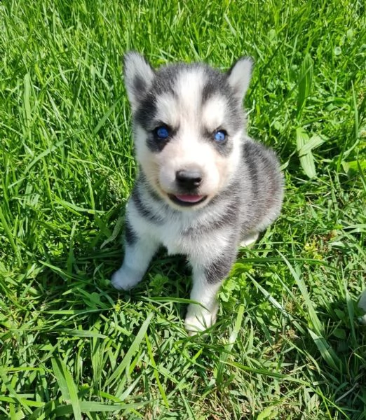 kuccioli di siberian husky kon pedigree enci. | Foto 2