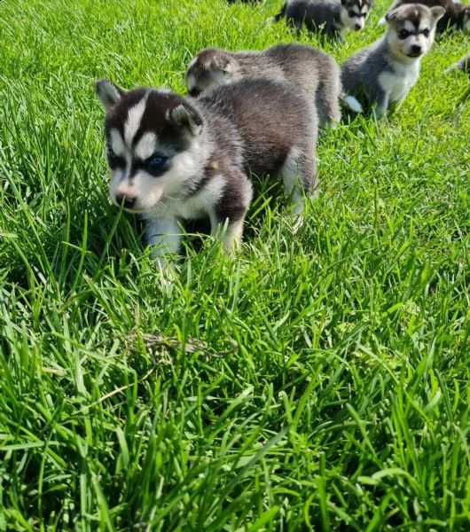 kuccioli di siberian husky kon pedigree enci. | Foto 1
