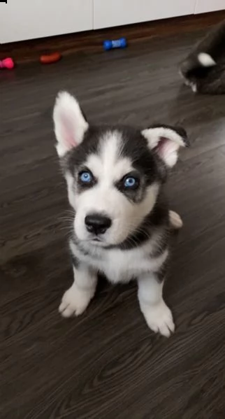 kuccioli di siberian husky kon pedigree enci. | Foto 0