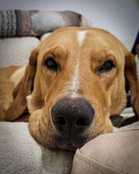 Jared, meraviglioso cucciolone mix labrador  | Foto 3