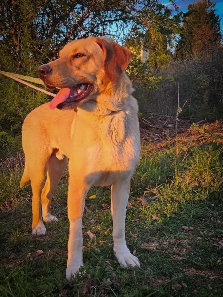 Jared, meraviglioso cucciolone mix labrador  | Foto 2