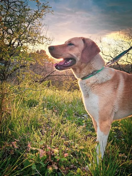 Jared, meraviglioso cucciolone mix labrador  | Foto 1