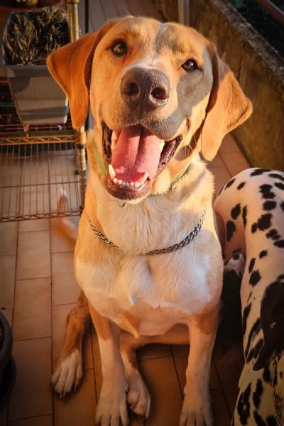 Jared, meraviglioso cucciolone mix labrador  | Foto 0