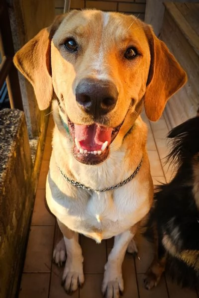 Jared, meraviglioso cucciolone mix labrador 