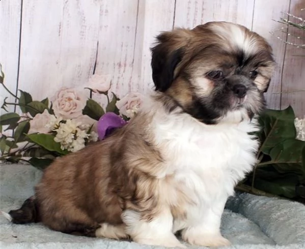  regalo cuccioli shih tzu
