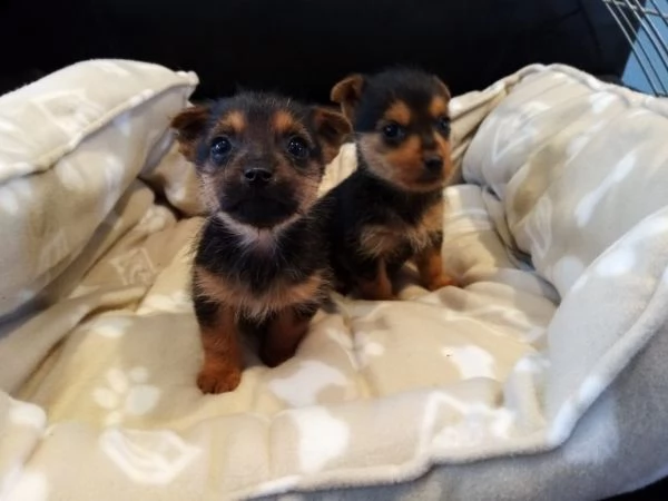  regalo yorkshire cuccioli meravigliosi ! 