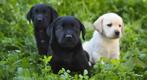 cuccioli di labrador retriever nati in casa. 