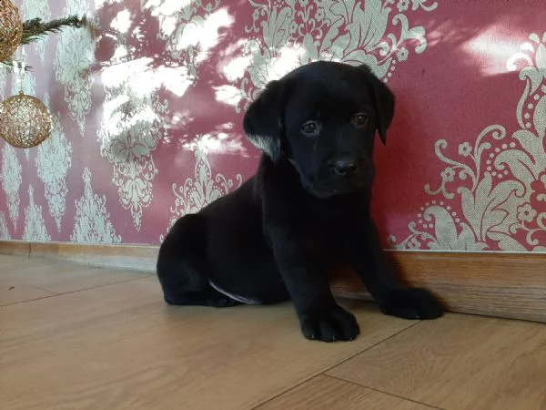 cuccioli di labrador retriever nati in casa.  | Foto 0