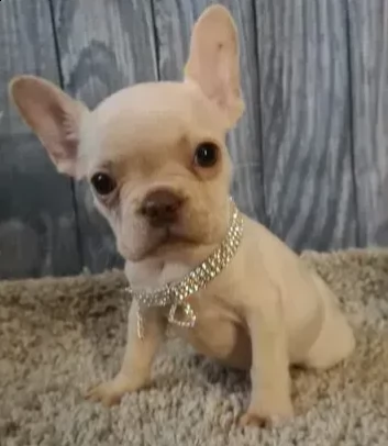 cucciolo di bulldog francese