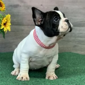   regalo bouledogue francese