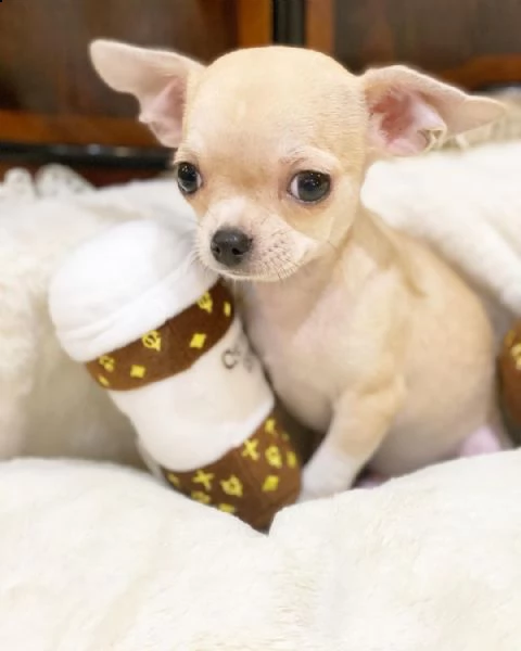 amorevoli cuccioli