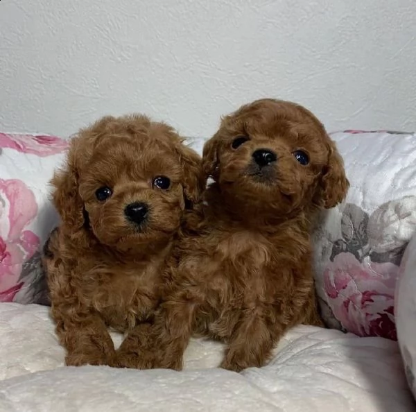 cuccioli di barboncino ben educati