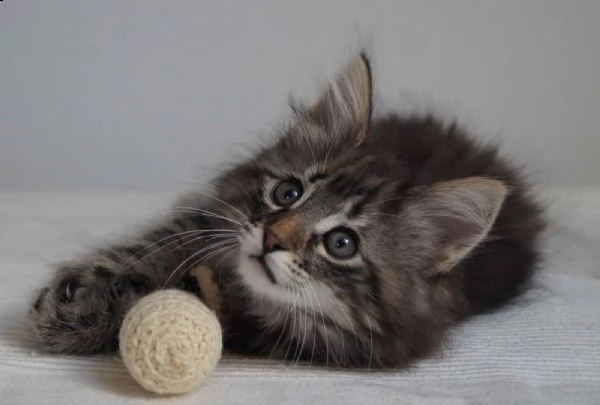 cuccioli di norvegese delle foreste