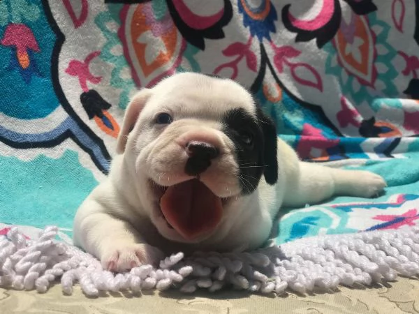 vendita cucciolo cuccioli bulldog inglese maschi femmine