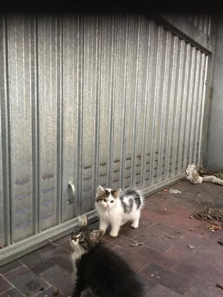 splendidi gattini a pelo lungo cercano casa | Foto 1