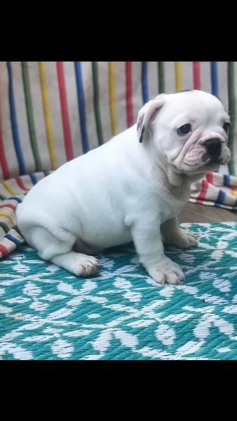 vendita cucciolo cuccioli bulldog inglese maschi femmine