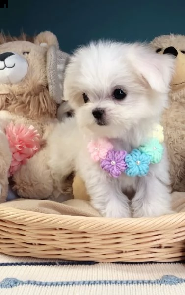 regalo adorabili cuccioli  maltese