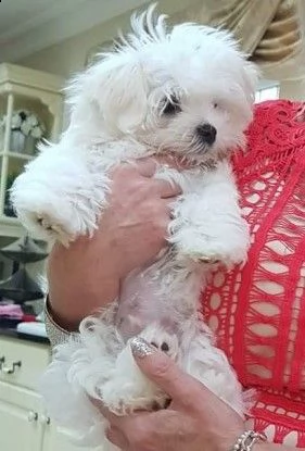 cuccioli di maltese