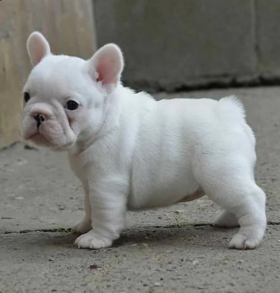  regalo bouledogue francese