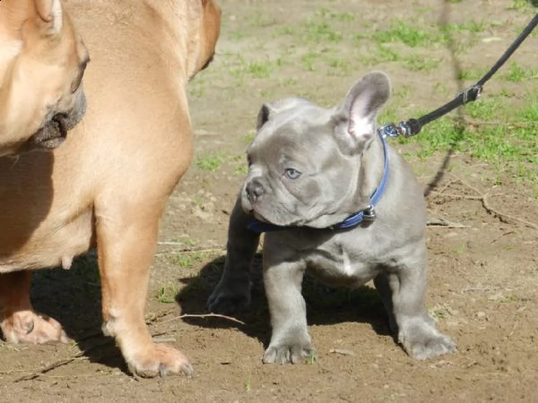 3 bouledogue bulldog francese kuccioli - pedegree enci | Foto 2