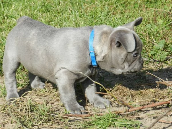 3 bouledogue bulldog francese kuccioli - pedegree enci | Foto 1