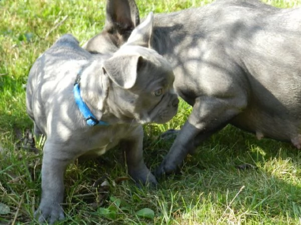 3 bouledogue bulldog francese kuccioli - pedegree enci | Foto 0