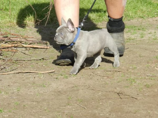3 bouledogue bulldog francese kuccioli - pedegree enci