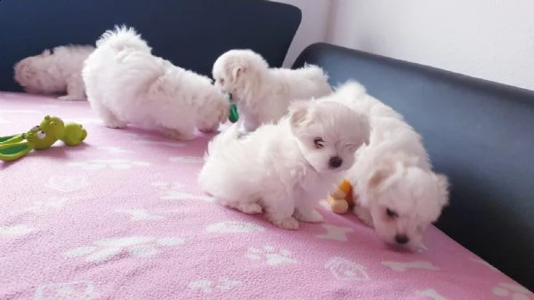 splendidi e bianchissimi cucciolini maltese  | Foto 6