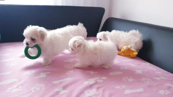 splendidi e bianchissimi cucciolini maltese  | Foto 5