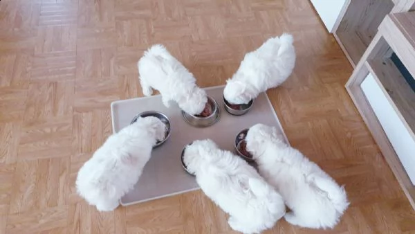 splendidi e bianchissimi cucciolini maltese  | Foto 4