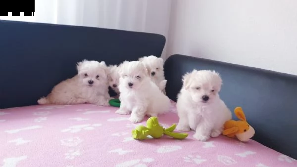 splendidi e bianchissimi cucciolini maltese  | Foto 3