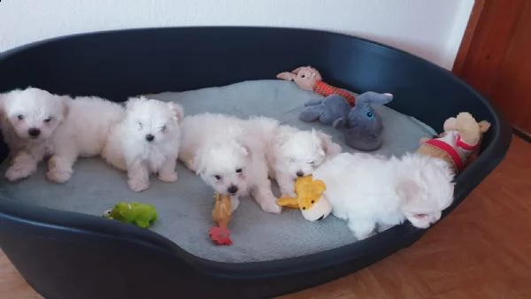 splendidi e bianchissimi cucciolini maltese  | Foto 2