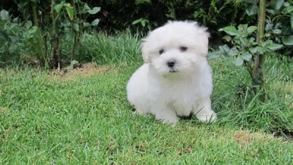 splendidi e bianchissimi cucciolini maltese  | Foto 1